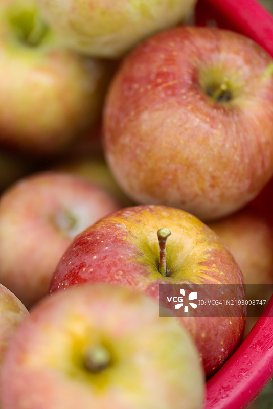 苹果，苹果农场图片素材