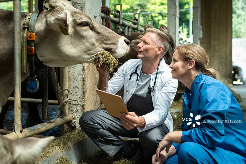 一位兽医正在参观一个奶牛农场图片素材