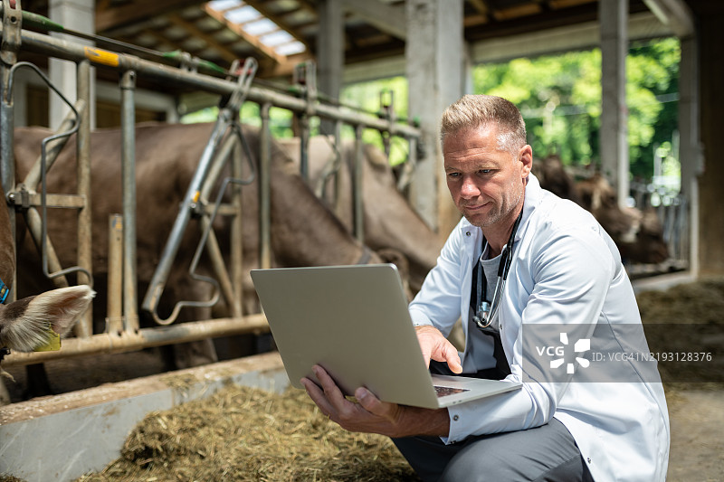 一位兽医正在参观奶牛养殖场图片素材