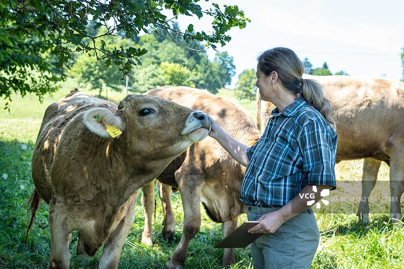 自豪的女性农民站在她的牛群旁边，位于牧场中图片素材