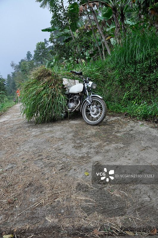 一辆摩托车停在路边，载着从稻田里采摘的草。图片素材