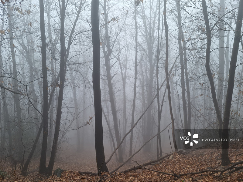 在马焦雷湖岸边的卡诺比奥附近的栗树森林中的雾气，联合国教科文组织生物圈保护区提契诺瓦尔格兰德韦尔巴诺图片素材