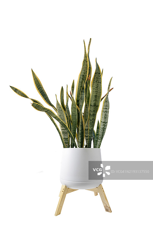 白色背景上的虎尾兰图片素材