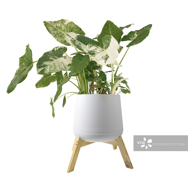 白色背景下的白色花盆中的大象耳（Alocasia macrorrhizos (L.) G.Don）图片素材