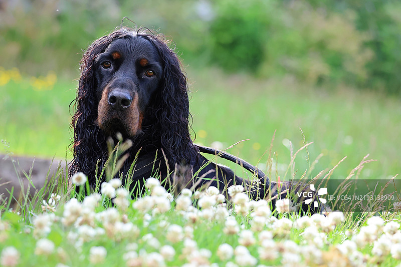黑色戈登猎犬在田野上的肖像图片素材