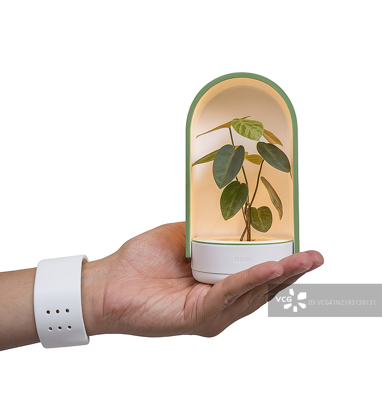 一只手握着的透明灯内有植物，背景为白色。图片素材