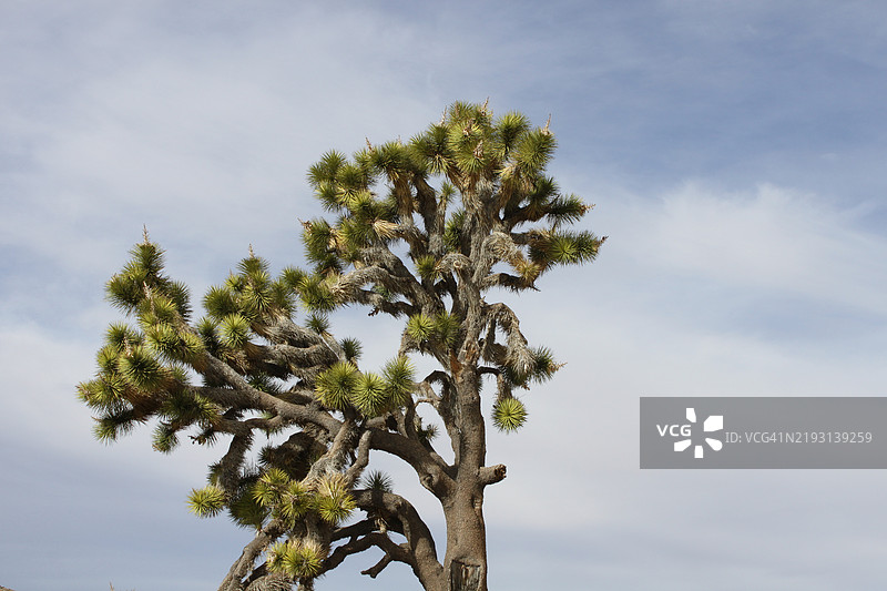 加利福尼亚州二十九棕榈市的天空下的树木图片素材