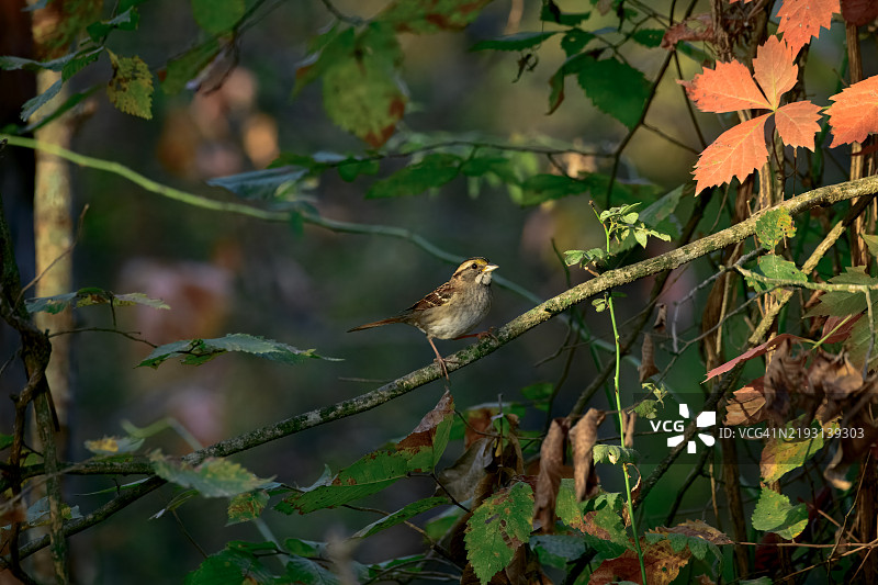 栖息在树枝上的鸣禽特写，塔尔萨，俄克拉荷马州，美国图片素材
