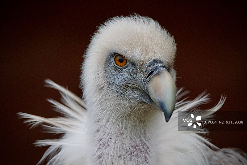 秃鹫特写镜头图片素材