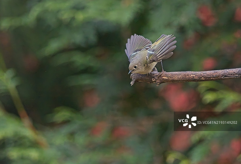 红冠王鹟图片素材