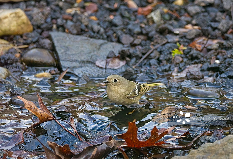 红冠王鹟图片素材