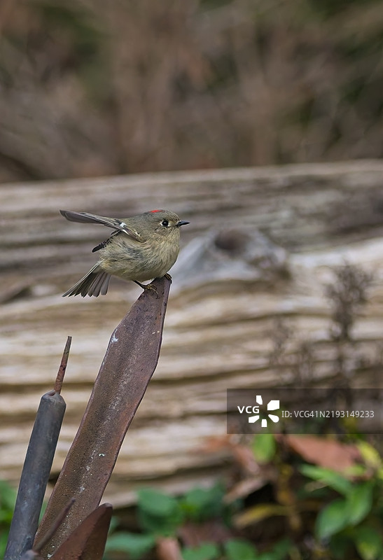 红冠王鹟图片素材