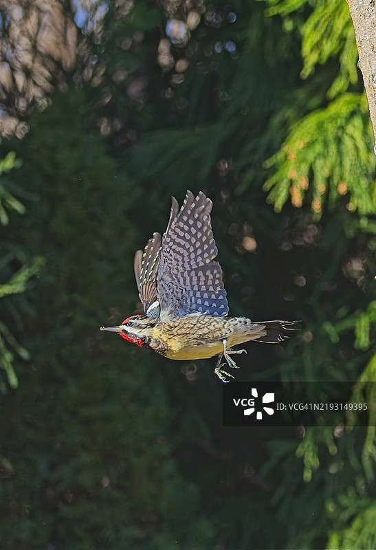 黄腹啄木鸟图片素材