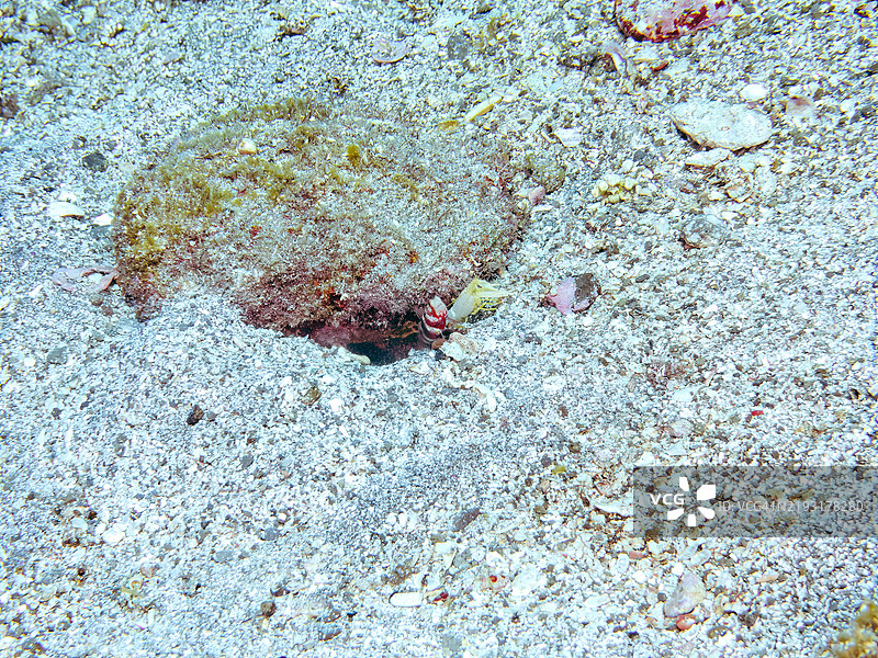 三者共存于沙地：华丽虾虎鱼（Amblyeleotris wheeleri）、 snapping shrimp（Alpheus sp.）在静冈县南伊豆伊豆半岛的平藏滨海滩 - 2024年。图片素材