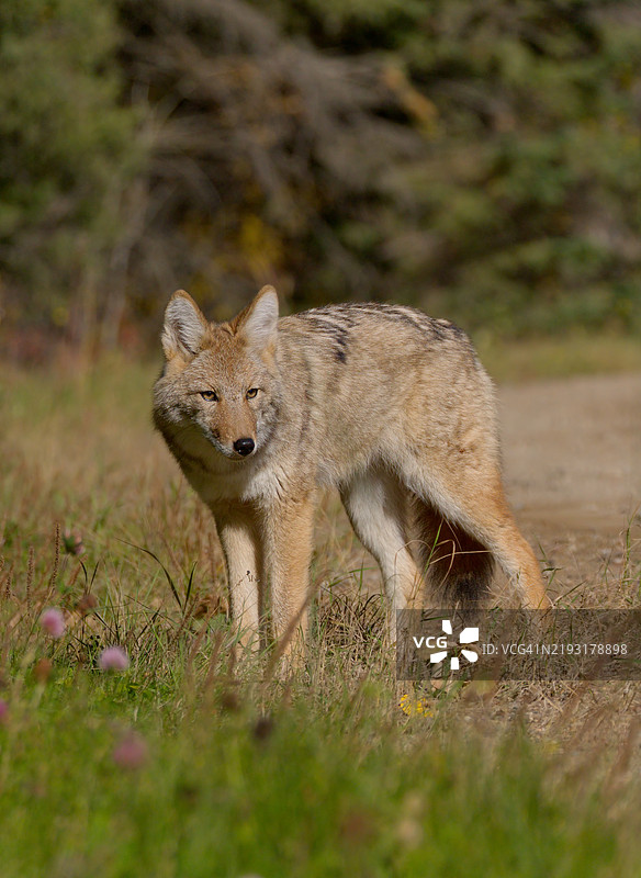 加拿大萨斯喀彻温省的土狼图片素材