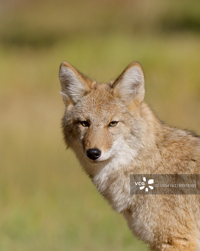 土狼肖像图片素材