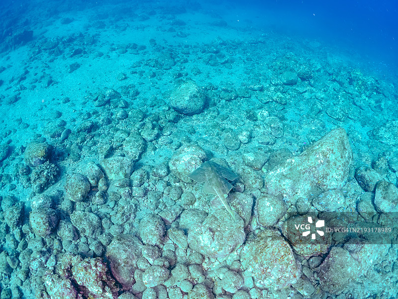 美丽的日本天使鲨，学名Squatina japonica。地点：静冈县伊豆半岛南伊豆町的平藏滨海滩 - 2024年。图片素材