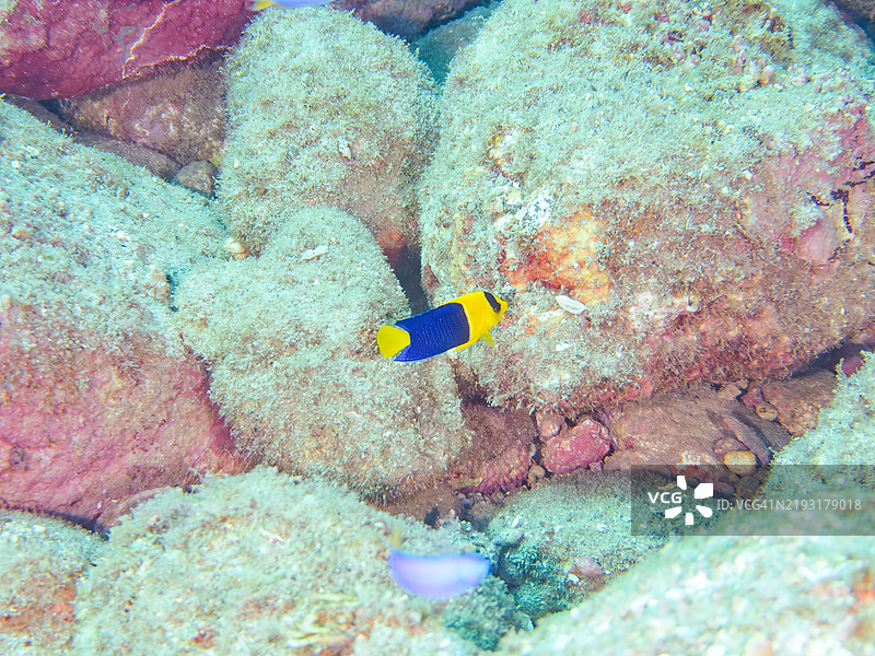 美丽的双色天使鱼（Centropyge bicolor）、天国小丑鱼（Pomacentrus coelestis）等。静冈县南伊豆伊豆半岛的平藏滨海滩 - 2024年。图片素材