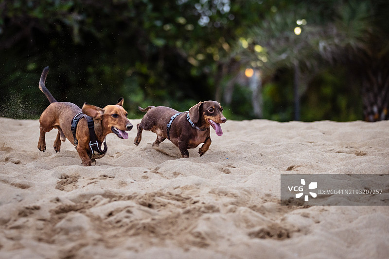 两只狗在海滩上玩耍。图片素材