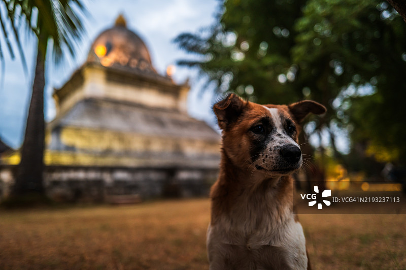 老挝琅勃拉邦的瓦特维苏纳拉特的狗图片素材