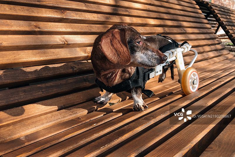 可爱的残疾腊肠犬在公园的木长椅上使用轮椅散步和放松图片素材