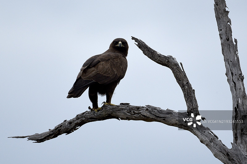 棕色蛇鹰图片素材