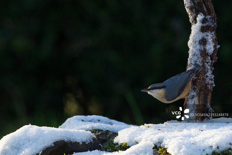 雪中的啄木鸟图片素材
