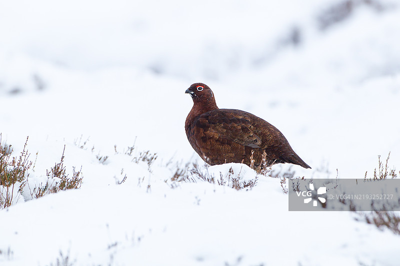 雪中的红松鸡 2图片素材