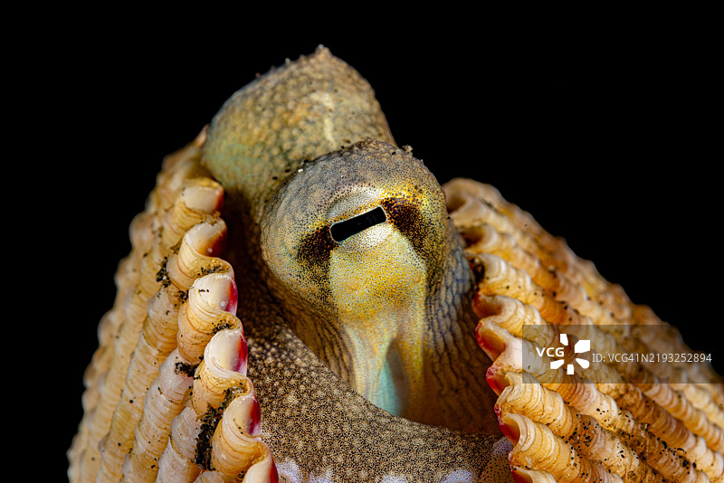 有脉章鱼或椰子章鱼（Amphioctopus marginatus）在双壳贝壳中，印尼伦贝海峡图片素材