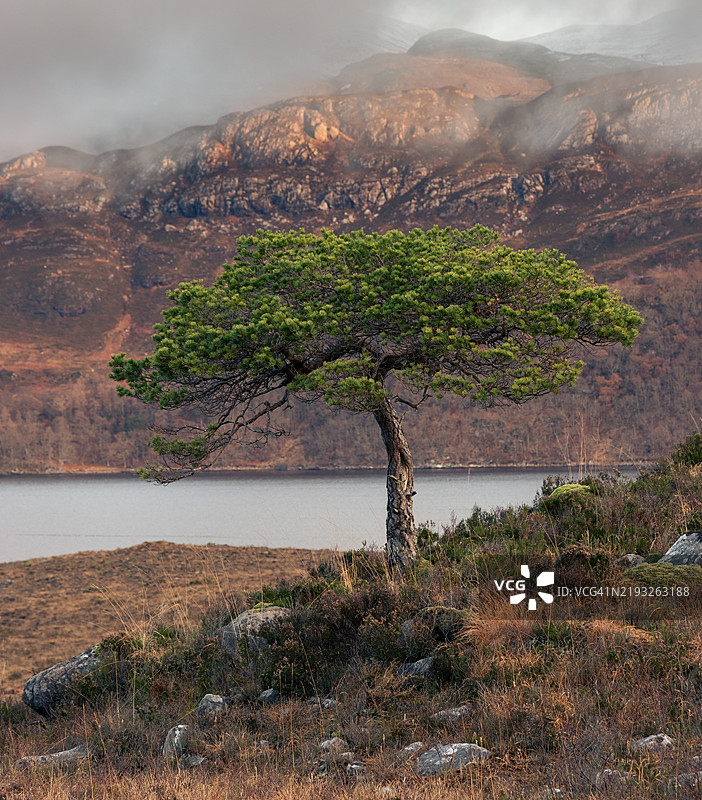 苏格兰高地的斯利奥赫山前的苏格兰松。图片素材