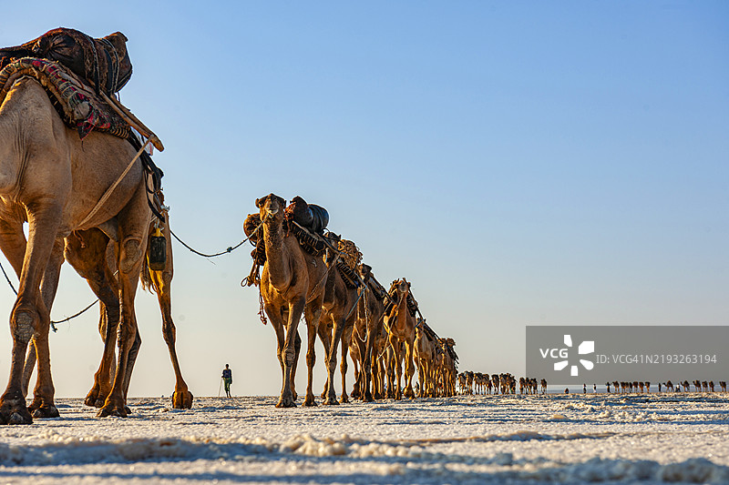 埃塞俄比亚，骆驼商队将盐从哈梅德埃拉运输到阿萨博勒。图片素材