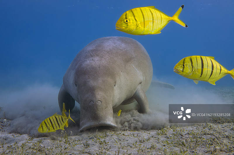 雄性海牛与金鲹（Gnathanodon speciosus）在红海的海草床上觅食 - 马萨阿拉姆 - 埃及图片素材