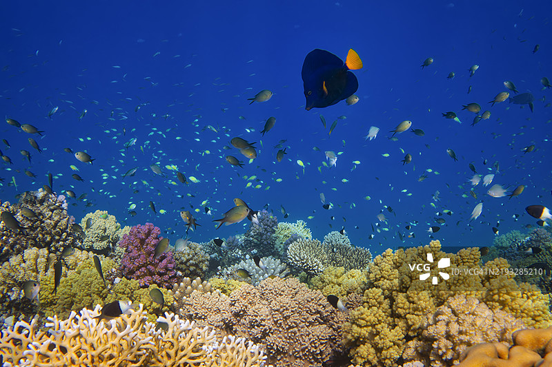 红海 - 马尔萨阿拉姆的美丽珊瑚礁上的海洋生物和许多小热带鱼图片素材