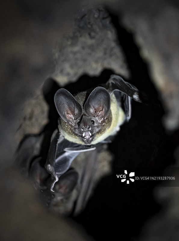 在哥斯达黎加中美洲的科尔科瓦多国家公园，雨林中的树干洞穴里有一只蝙蝠。图片素材
