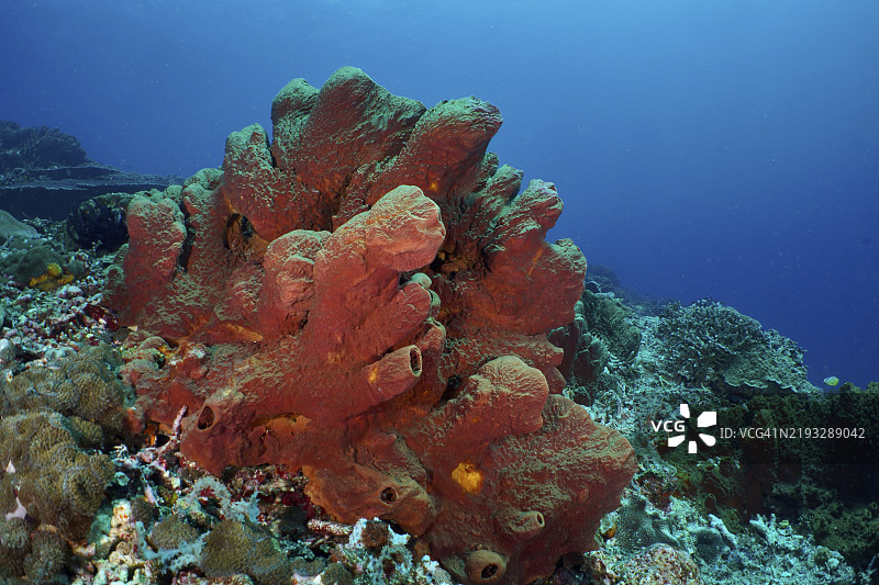 棕色管海绵（多孔动物门）在色彩斑斓的水下景观中，潜水地点SD，努沙切宁安，努沙佩尼达，巴厘岛，印度尼西亚，亚洲图片素材