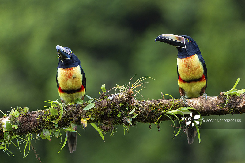 项圈阿拉卡里（Pteroglossus torquatus），巨嘴鸟科（Ramphastidae），拉戈托旅馆，阿拉胡埃拉，哥斯达黎加，中美洲图片素材