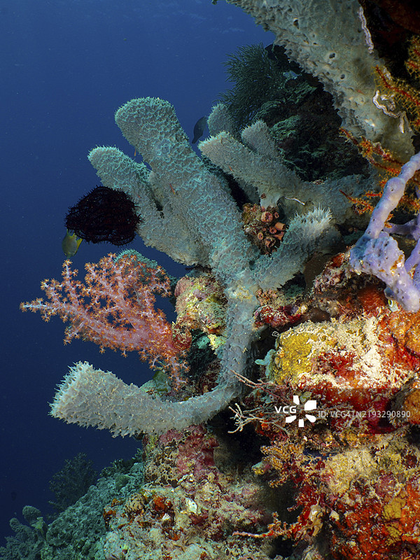 刺管海绵（Callyspongia (Cladochalina) aerizusa）和五彩斑斓的软珊瑚在水下，潜水地点：珊瑚花园，门贾干，巴厘岛，印度尼西亚，亚洲图片素材