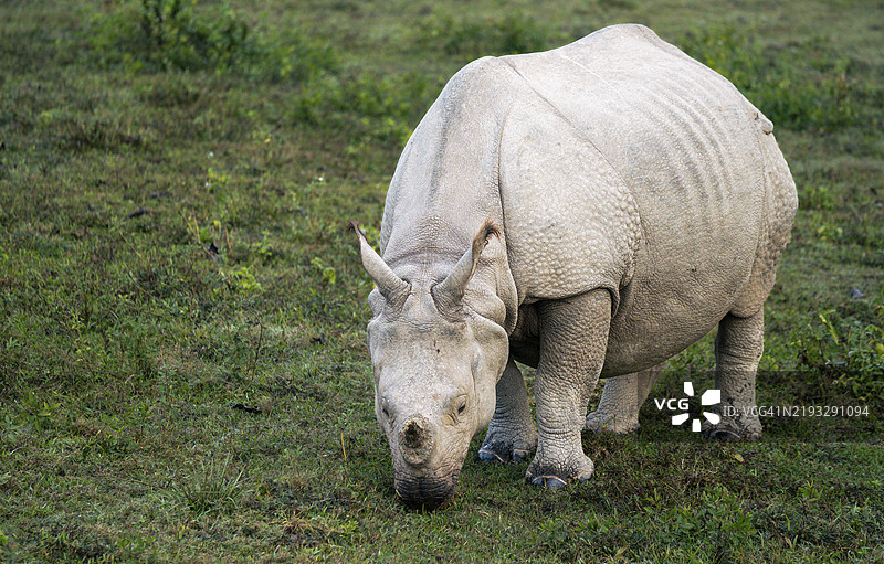 在印度阿萨姆邦的卡齐兰加国家公园或野生动物保护区，伟大的印度独角犀牛正在吃草。图片素材