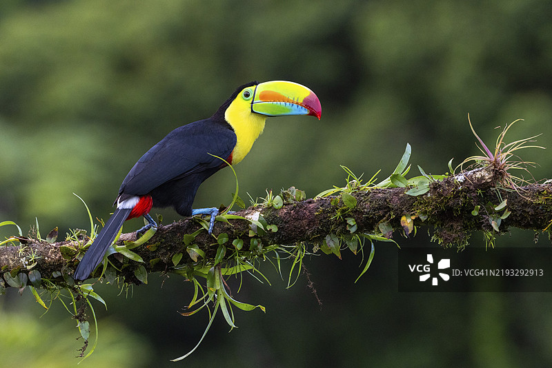 捕鱼巨嘴鸟(Ramphastos sulfurantus),巨嘴鸟(Ramphastidae),拉古纳德拉拉戈托旅馆,阿拉胡埃拉,哥斯达黎加,中美洲图片素材