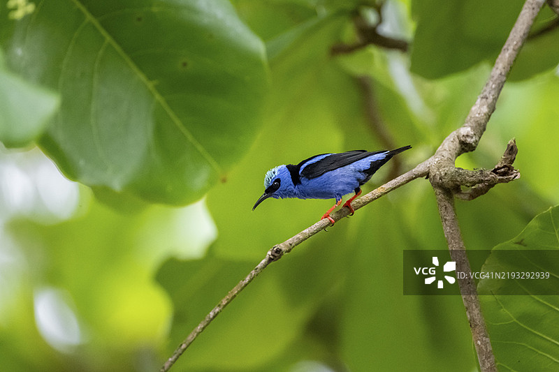 绿宝石太阳鸟(Cyanerpes cyaneus),栖息在树枝上的鸟,科尔科瓦多国家公园,奥萨,普恩塔雷纳省,哥斯达黎加,中美洲图片素材