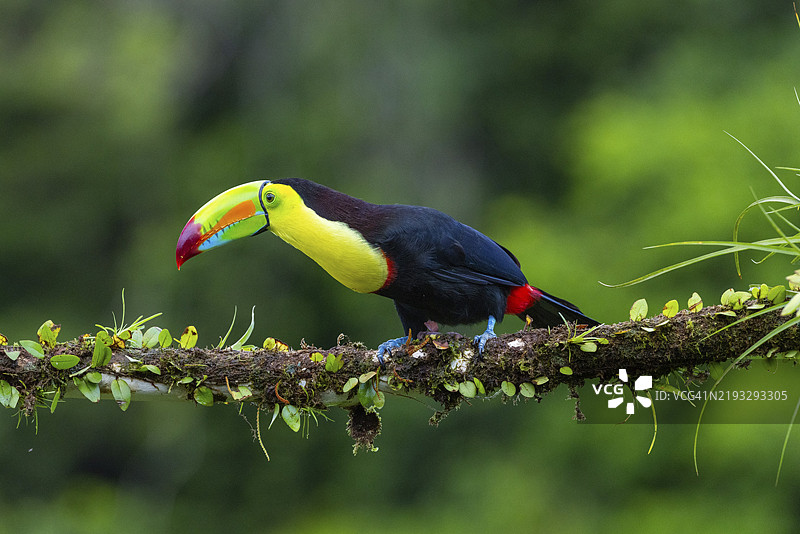 捕鱼巨嘴鸟(Ramphastos sulfurantus),巨嘴鸟(Ramphastidae),拉古纳德拉拉戈托旅馆,阿拉胡埃拉,哥斯达黎加,中美洲图片素材