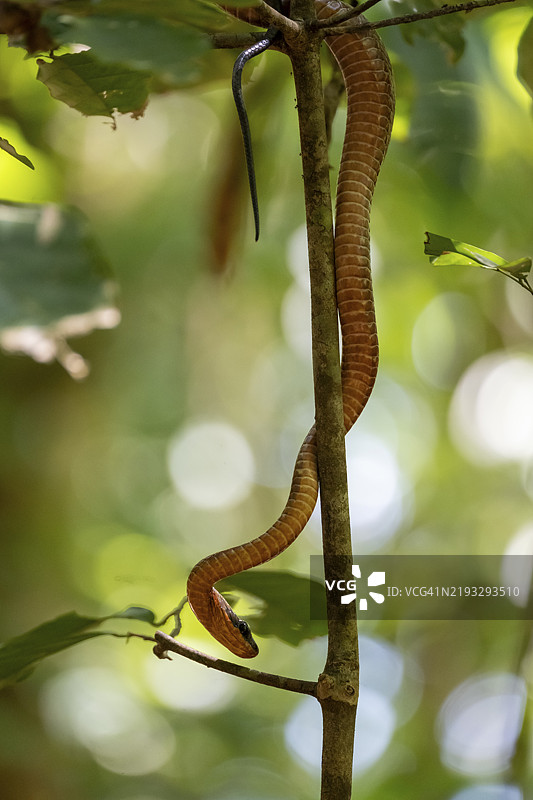 美洲鞭蛇（Mastigodryas melanolomus），在树枝上滑行的蛇，位于哥尔科瓦多国家公园，奥萨，普恩塔雷纳省，哥斯达黎加，中美洲图片素材