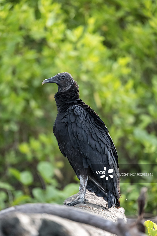 黑秃鹫（Coragyps atratus），栖息在树干上，科尔科瓦多国家公园，奥萨半岛，普恩塔雷纳省，哥斯达黎加，中美洲图片素材