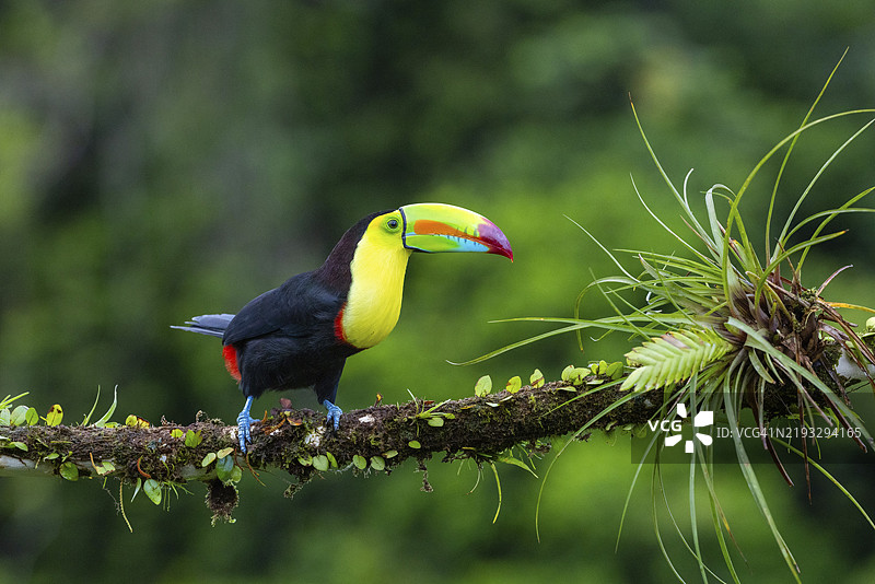 捕鱼巨嘴鸟(Ramphastos sulfurantus),巨嘴鸟科(Ramphastidae),拉瓜纳德拉戈托旅馆,阿拉胡埃拉,哥斯达黎加,中美洲图片素材