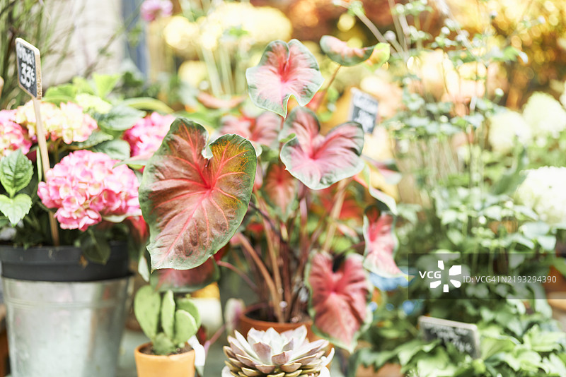 户外花园中一些彩叶芋植物的正面特写，放置在花盆里。图片素材