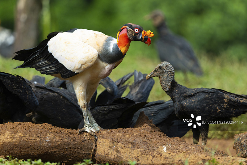 国王秃鹫(Sarcoramphus papa),公鸟,秃鹫(Aegypiinae),拉加托旅馆,阿拉胡埃拉,哥斯达黎加,中美洲图片素材