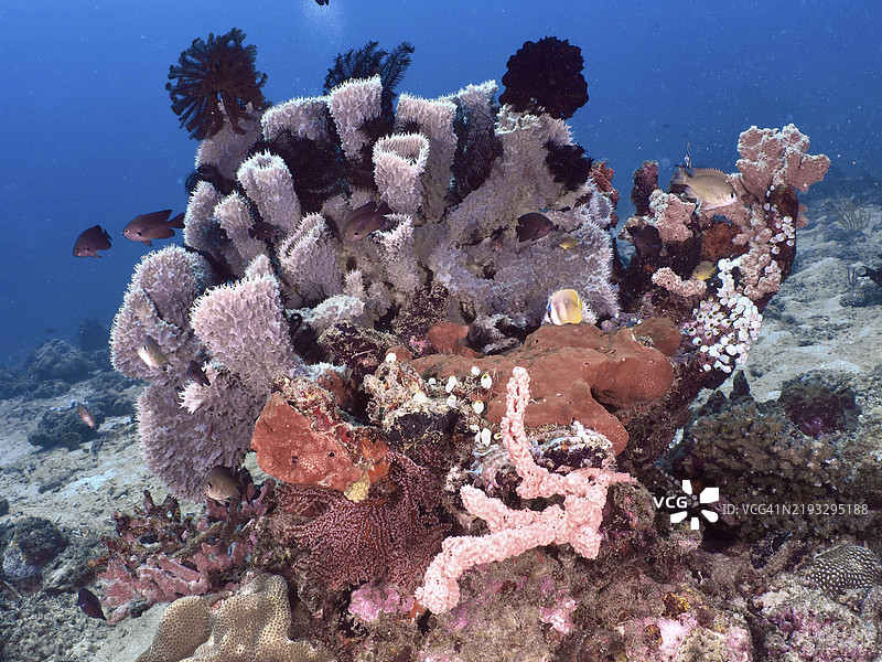 五彩斑斓的珊瑚礁，带刺的管海绵（Callyspongia (Cladochalina) aerizusa）、羽星和鱼类，潜水地点双礁，佩尼亚潘，巴厘岛，印度尼西亚，亚洲图片素材