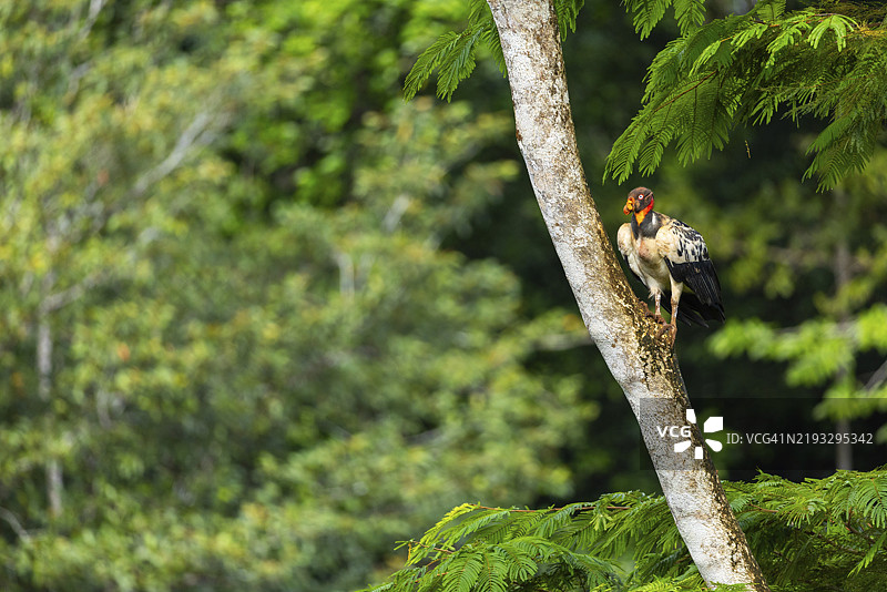 国王秃鹫(Sarcoramphus papa),公鸟,秃鹫(Aegypiinae),拉加托旅馆,阿拉胡埃拉,哥斯达黎加,中美洲图片素材