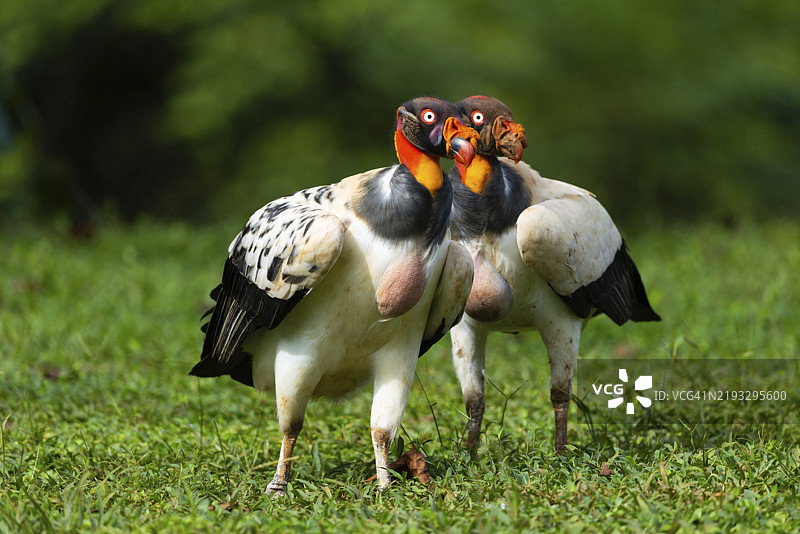 国王秃鹫(Sarcoramphus papa),公鸟,秃鹫(Aegypiinae),拉戈托旅馆,阿拉胡埃拉,哥斯达黎加,中美洲图片素材