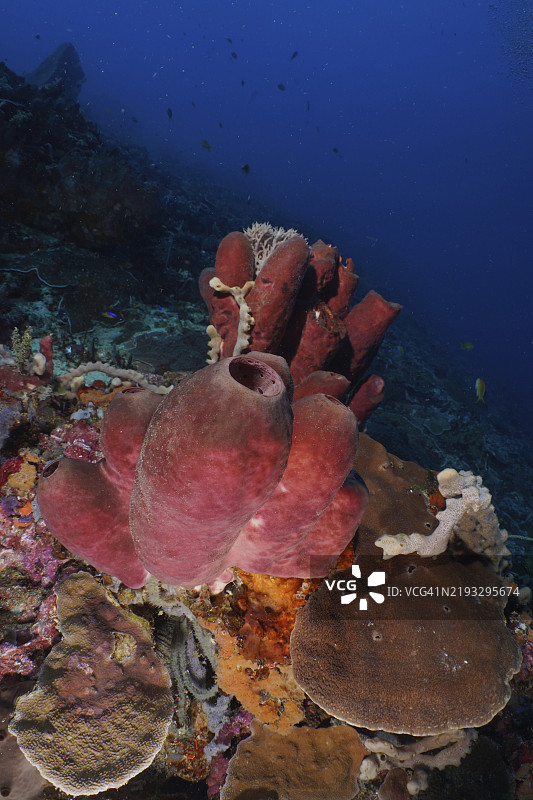 大型棕色管状海绵（多孔动物门）在色彩斑斓的水下世界中，潜水地点SD，努沙切宁安，努沙佩尼达，巴厘岛，印度尼西亚，亚洲图片素材